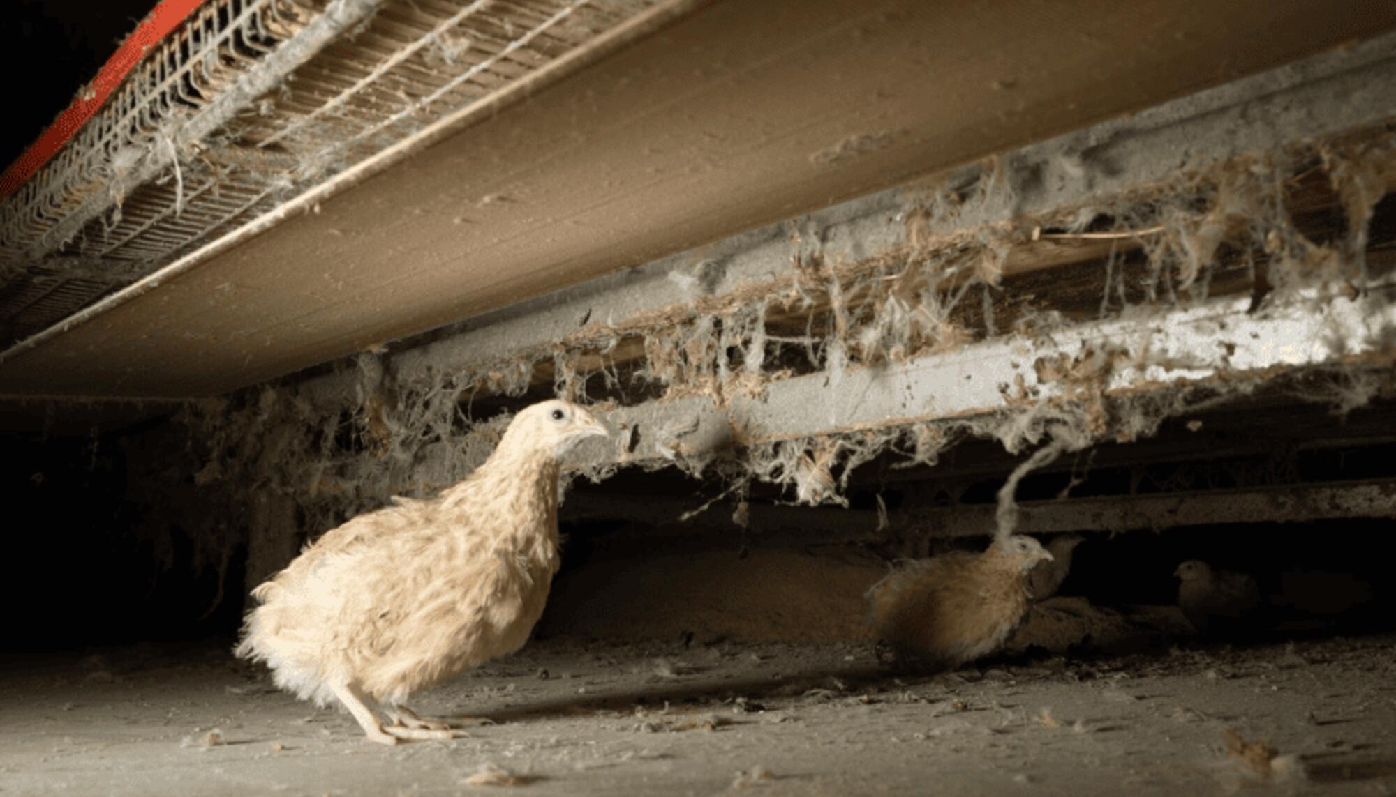 Codornices atrapadas en una granja