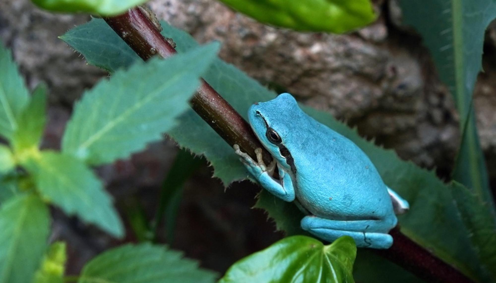 Rana, sapo. Hyla. meridiolali, mutación azul