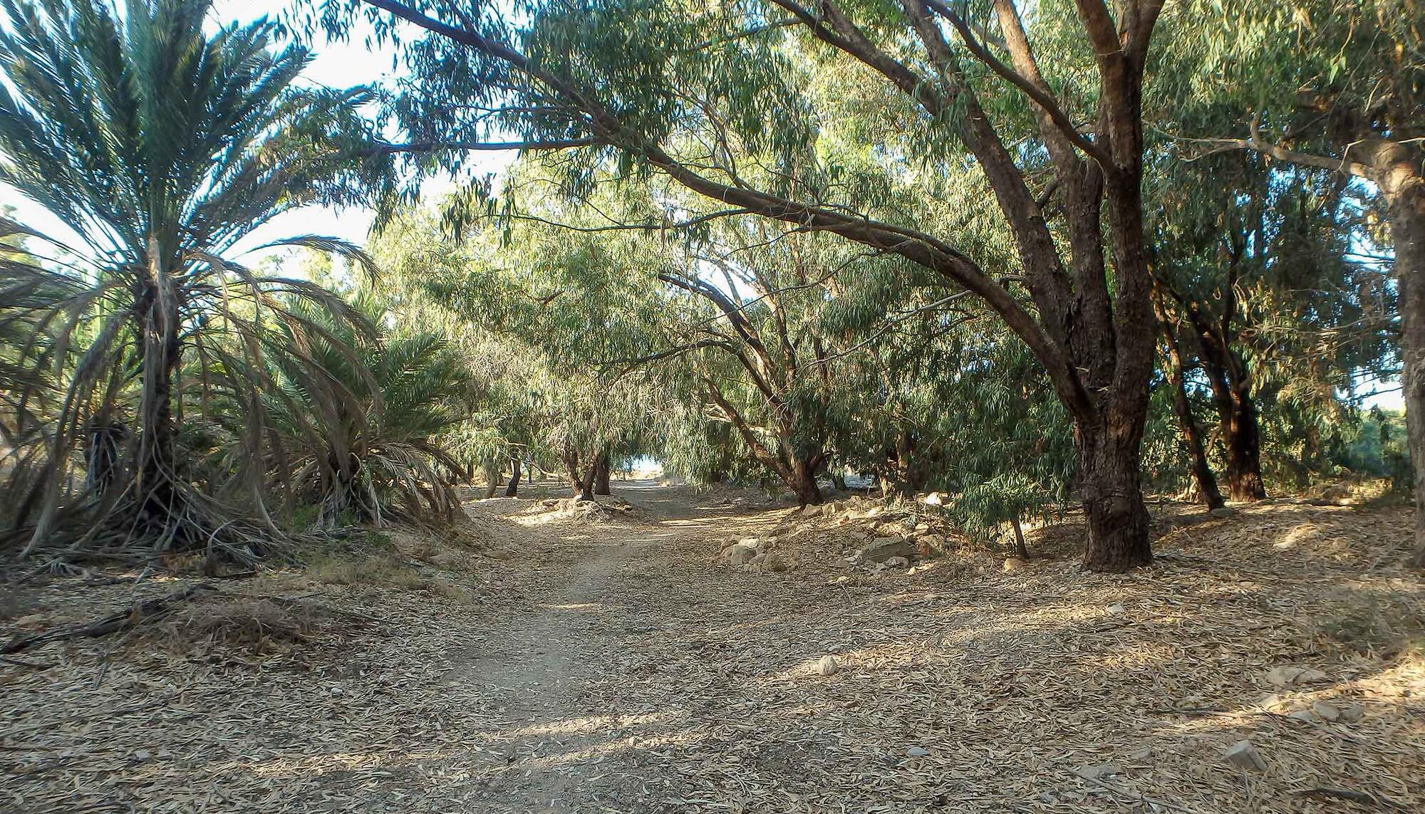 Palmeral Azohia Murcia