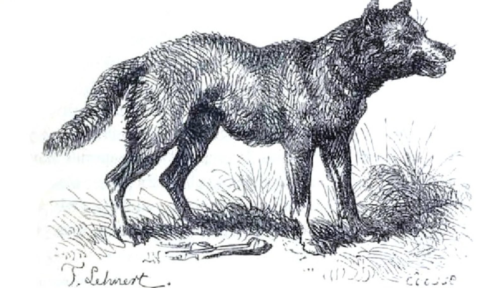 Lobo antiguo