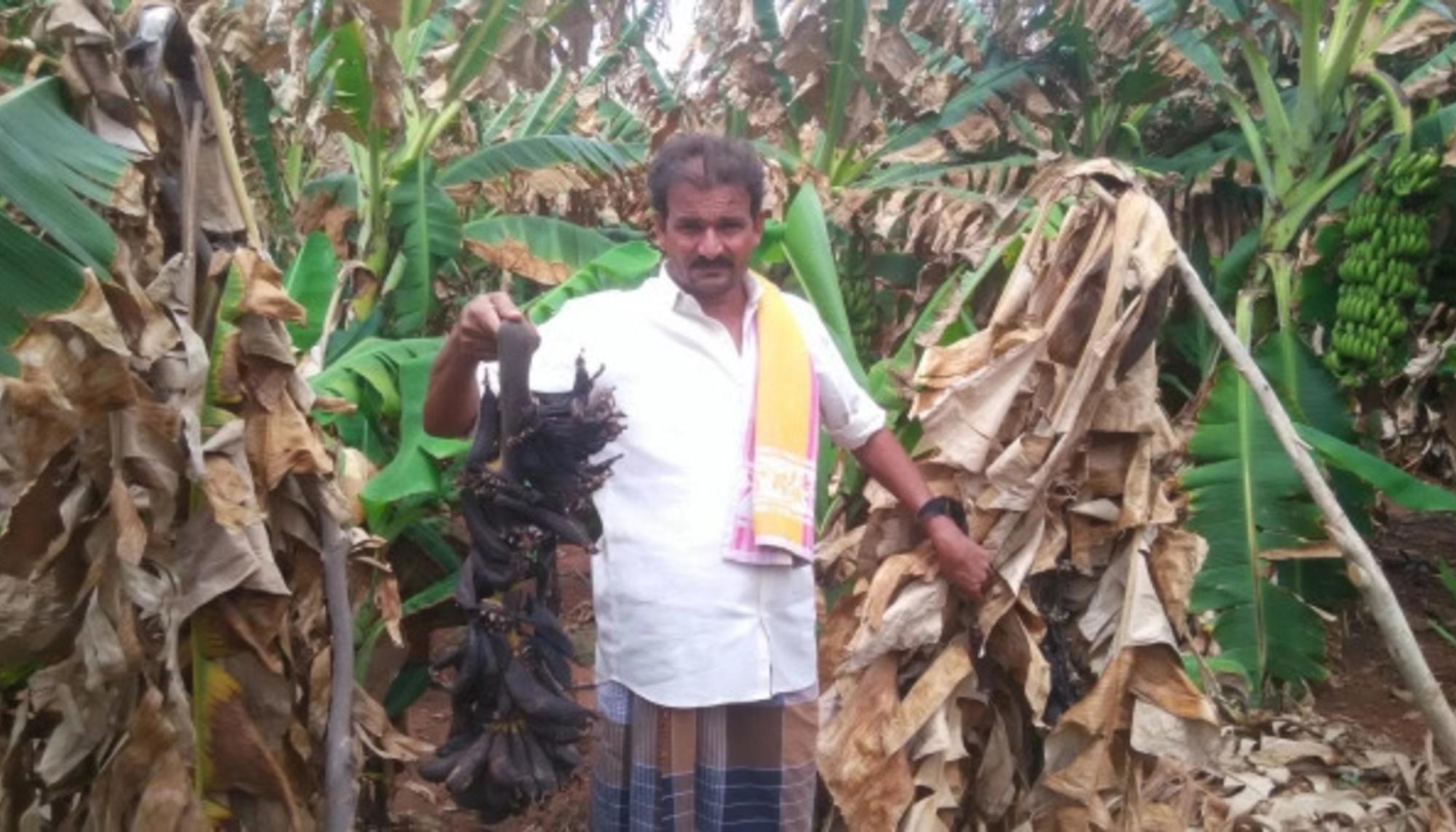 La plantación de plátano de Chandra Naik supuraba una sustancia extraña que alejó todo comprador. 