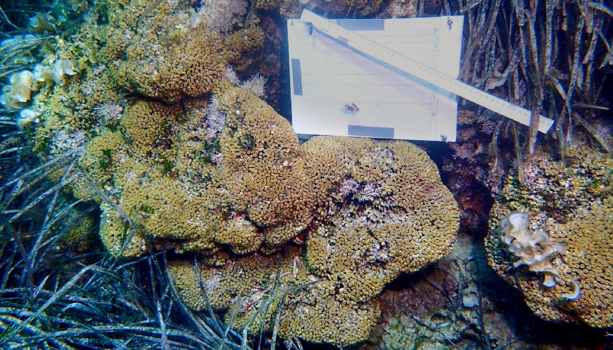 coral menorca amenazado