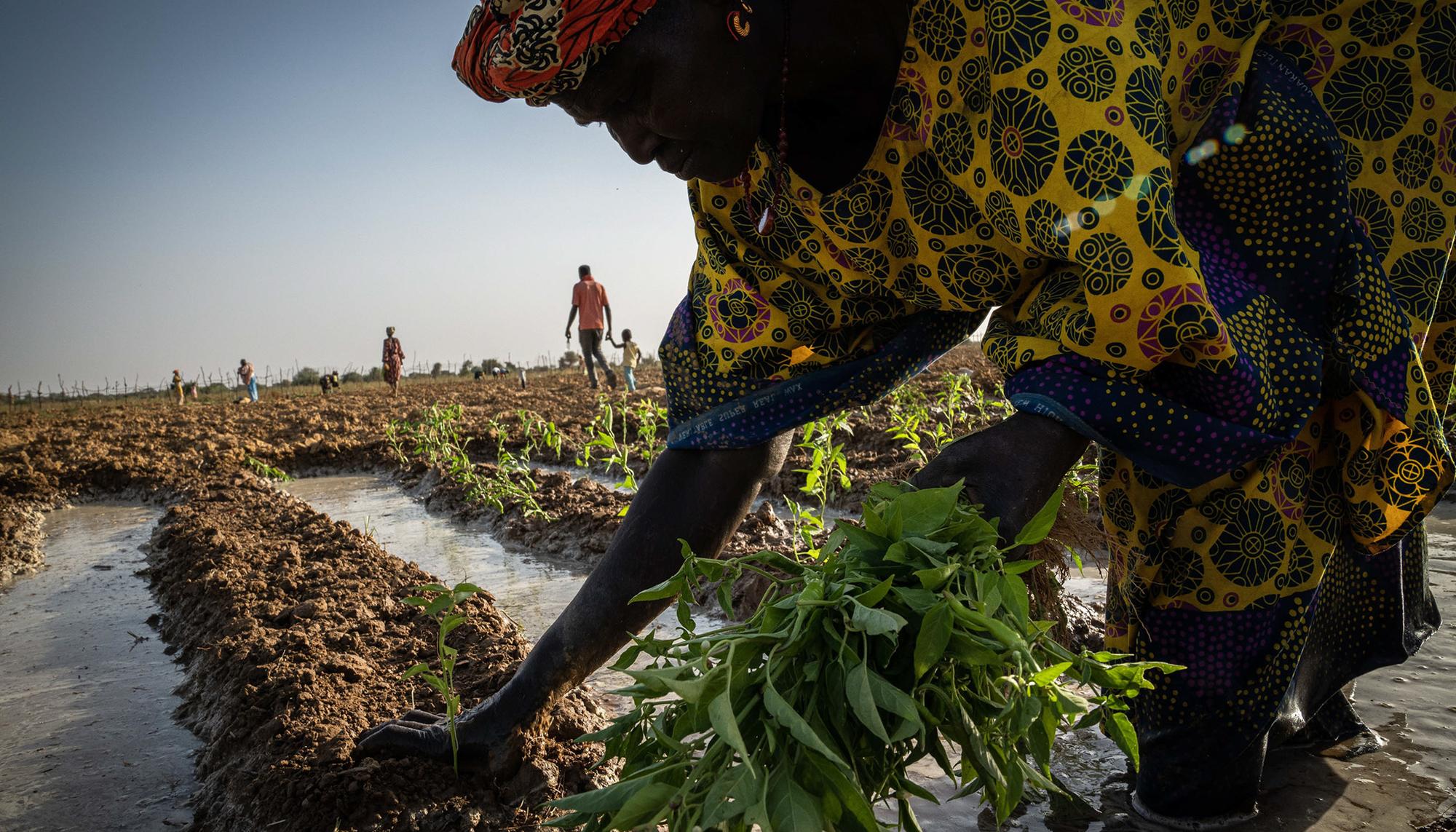 Agroecología y feminismo en Senegal - 1