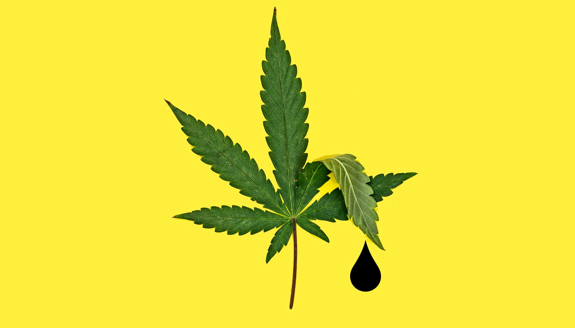 panorama 41 cannabis gota horizontal