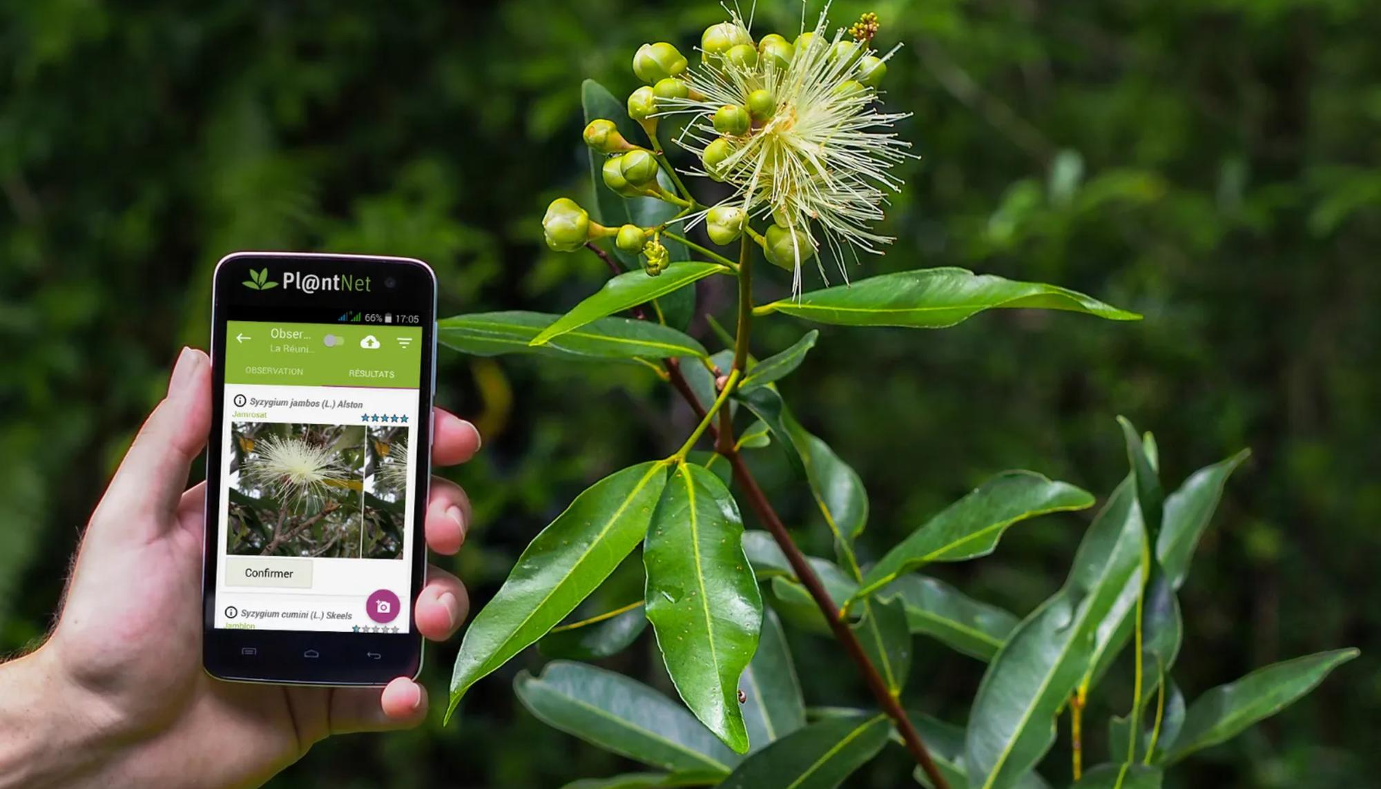 Una imagen promocional de la app de reconocimiento de plantas Pl@ntNet.