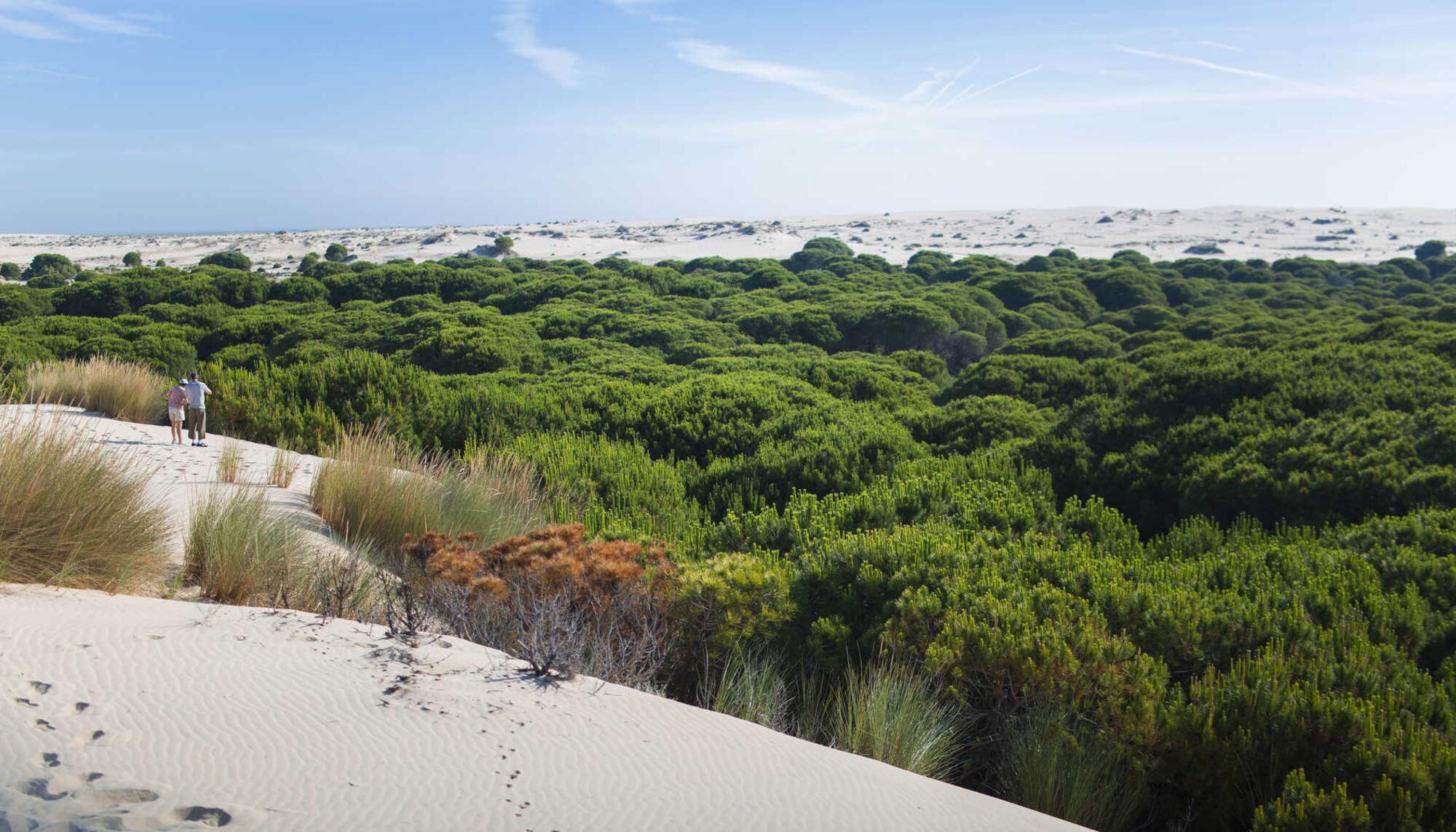 Doñana11