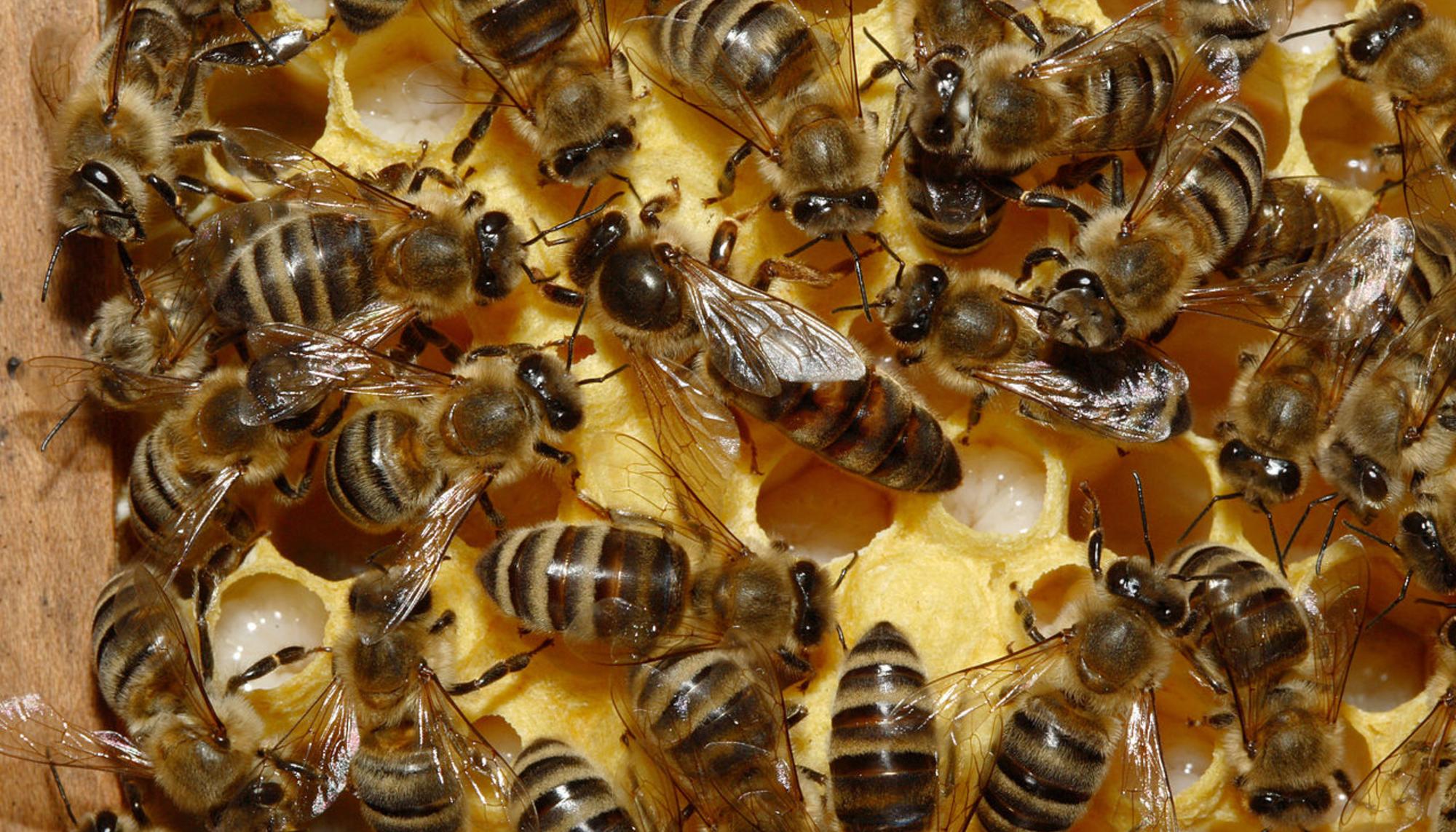 panal abejas