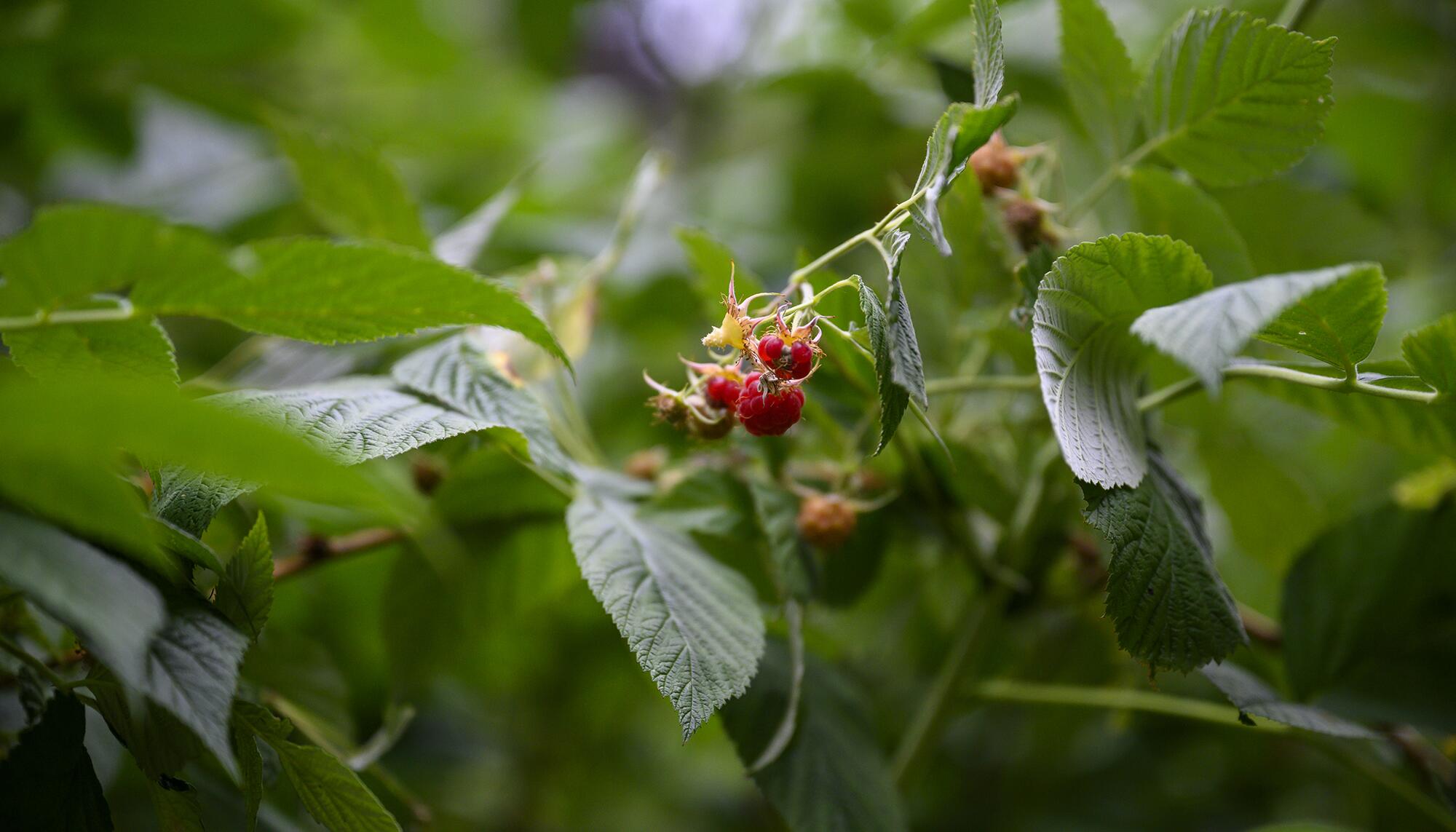 Fruto del bosque