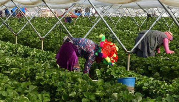 Trabajadoras temporales en los campos de fresas de Huelva