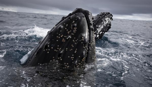 Ballenas jorobadas en la Antártida