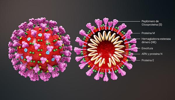 Coronavirus-micro
