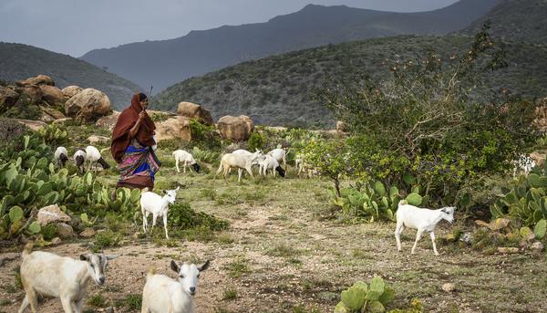 Pastora de cabras en Somalilandia