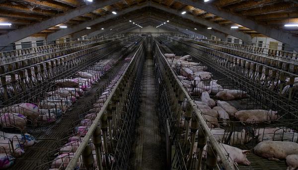 Área de gestación en una explotación de cerdos