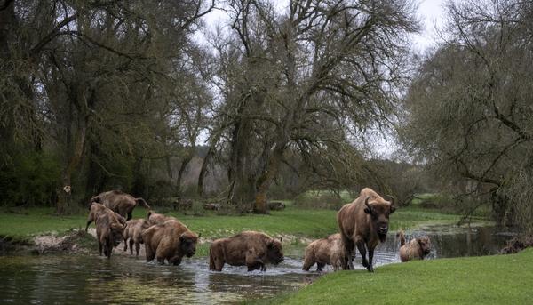 bisontes segovia