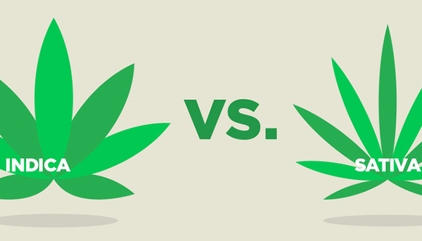 Cannabis | ¿Cuál es la diferencia entre índica y sativa? - El Salto -  Edición General