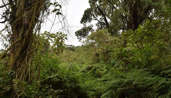Selva Ruanda 2