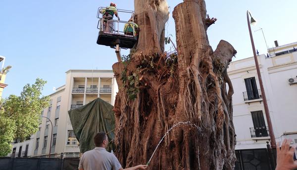 Ficus Sevilla