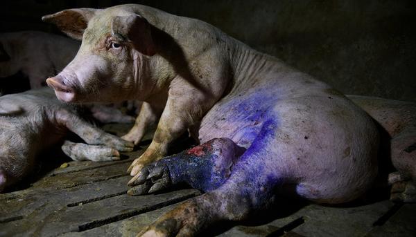 Ver el sufrimiento animal en granjas de cerdos 1
