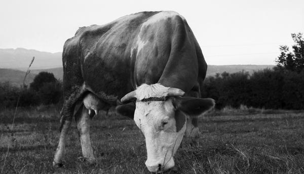 Una vaca pasta en un prado de Navarra
