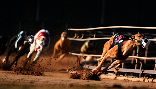 galgos canodromo