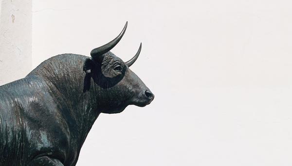 bull