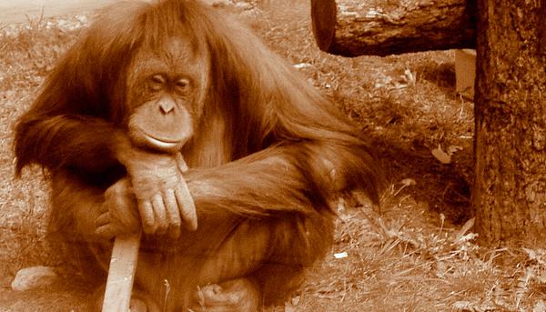 Orangután pensando