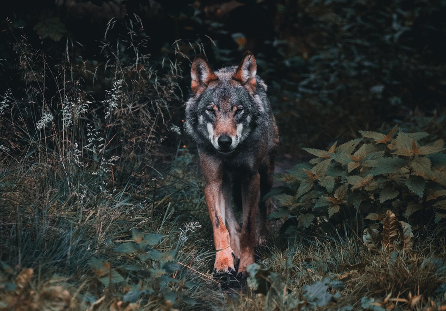 Fauna amenazada | El lobo viene, y viene para quedarse… Bienvenido sea ...