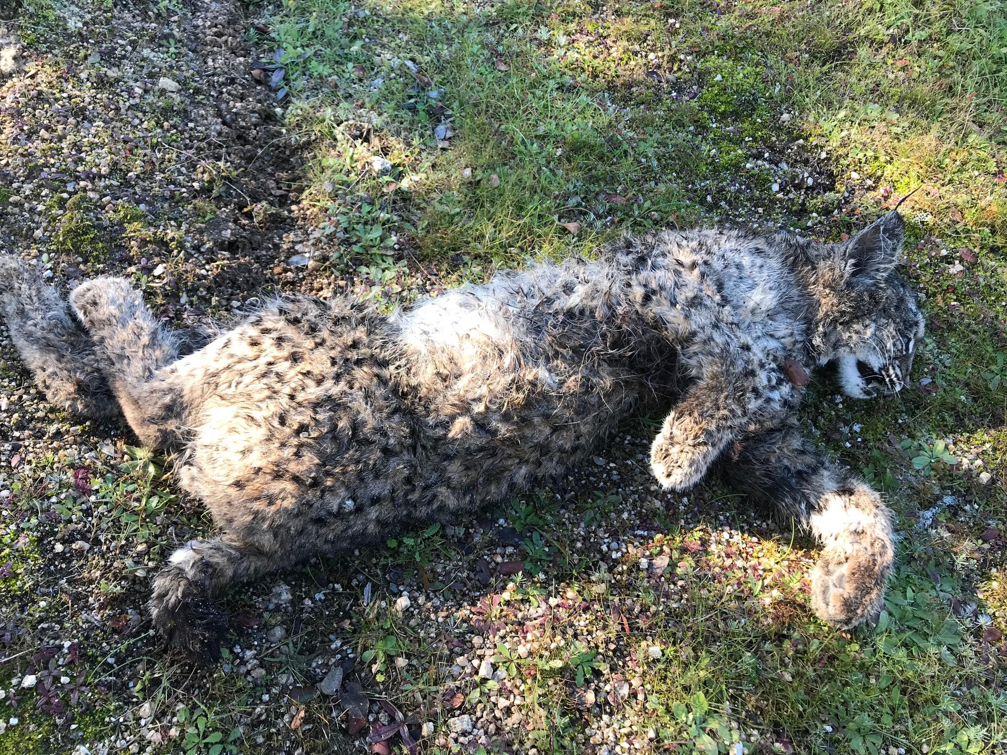 Lince muerto en Don Benito