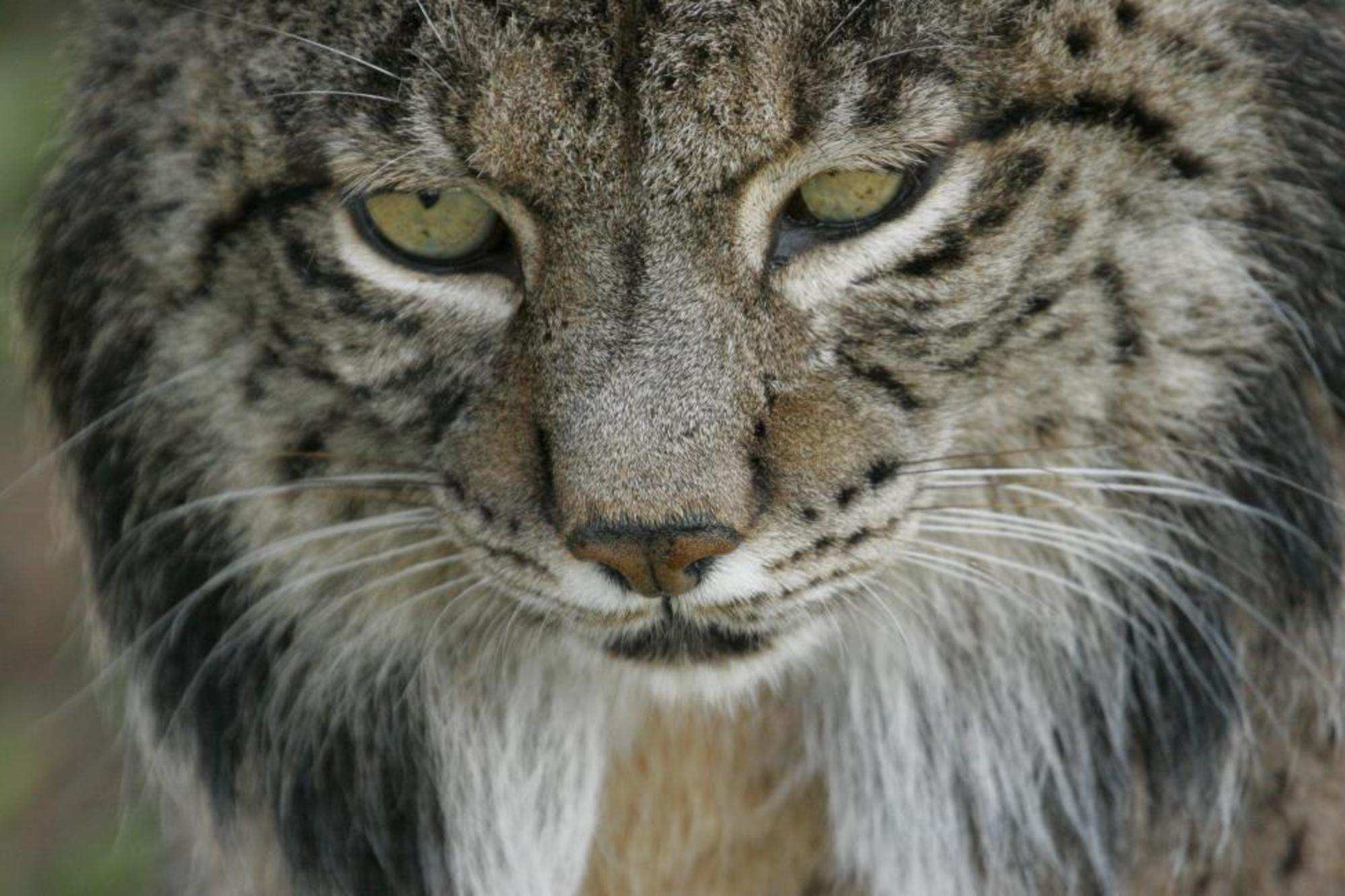 Lince Ibérico Program Ex-situ Conservation