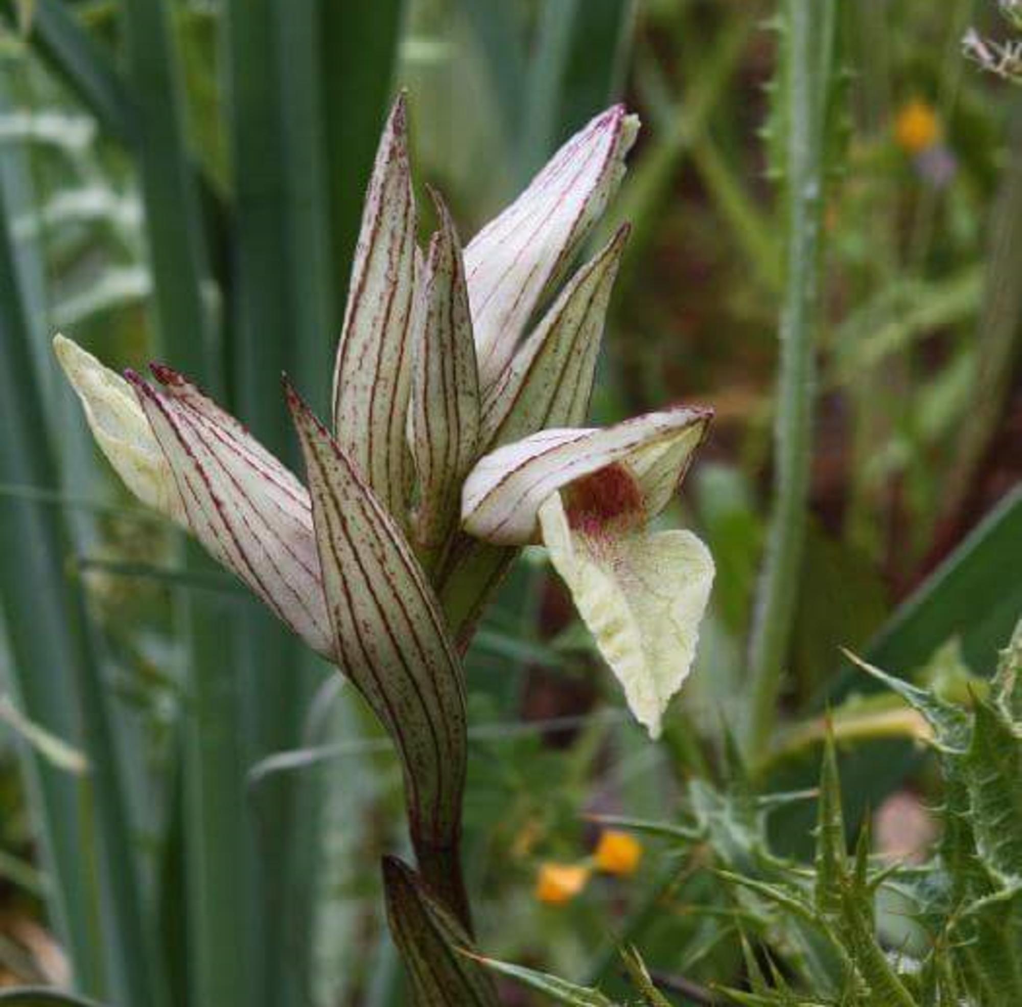 serapias perez chiscanoi