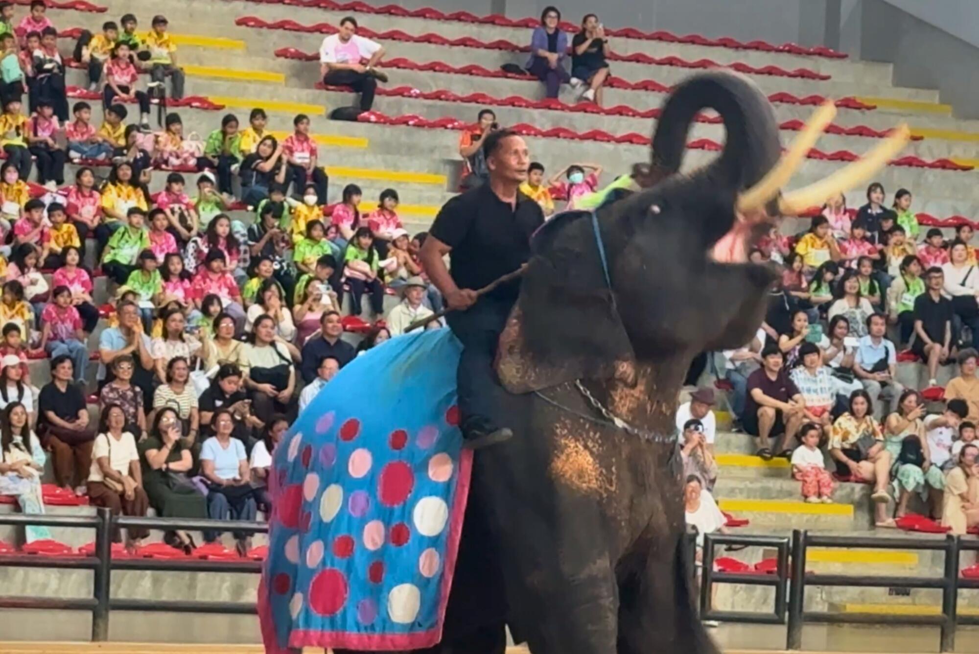 Elefante explotado en Tailandia.