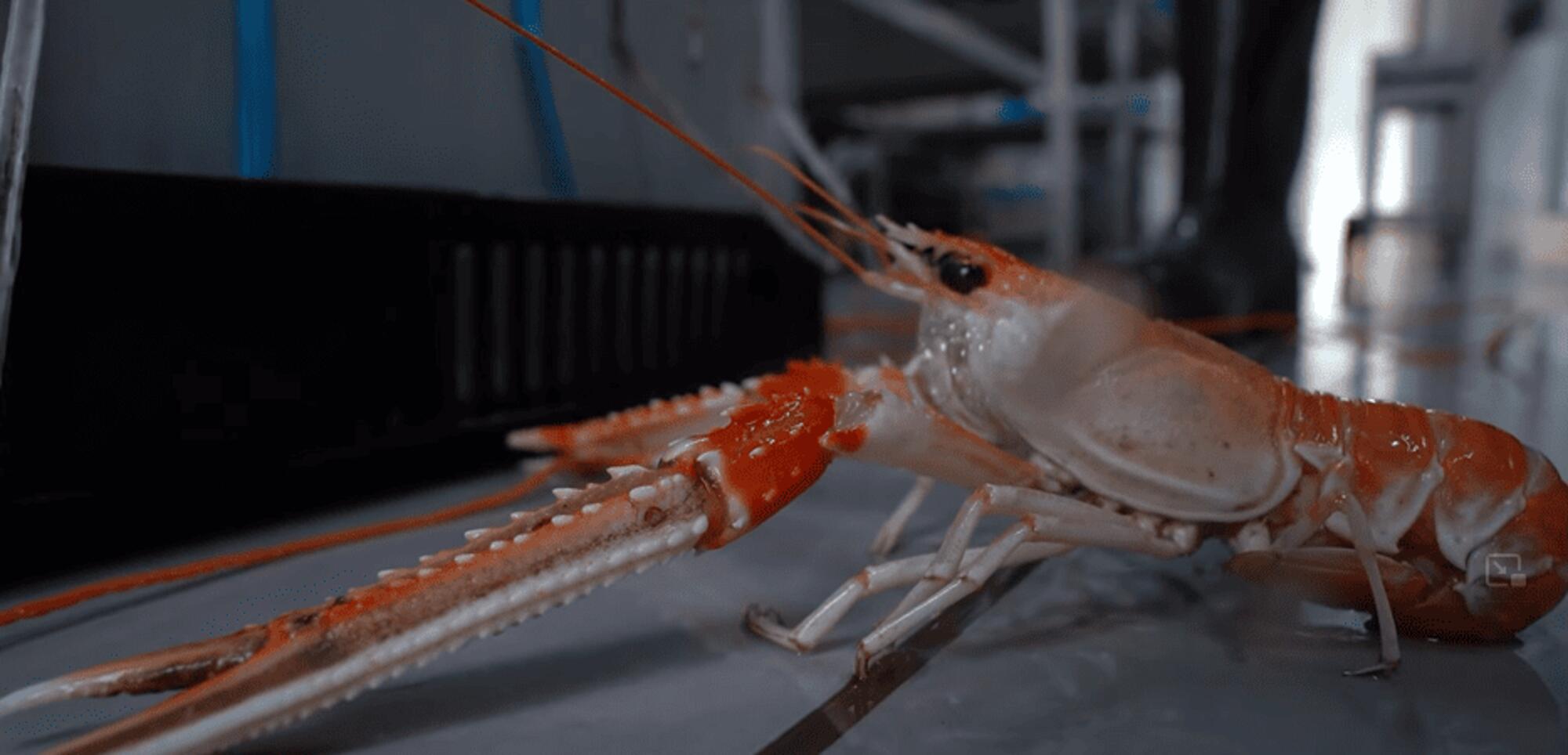 Un langostino en el documental SEANTIENCE.