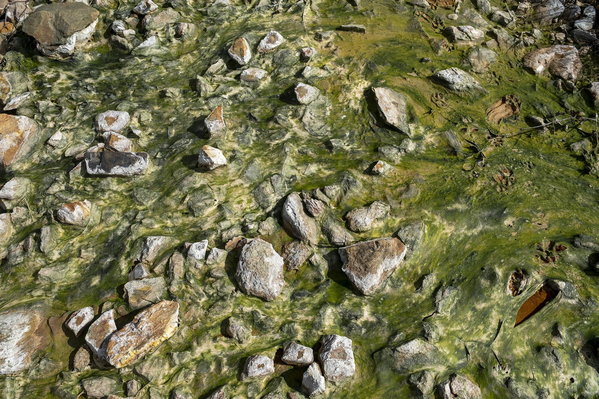 Aznalcollar Greenpeace - 4