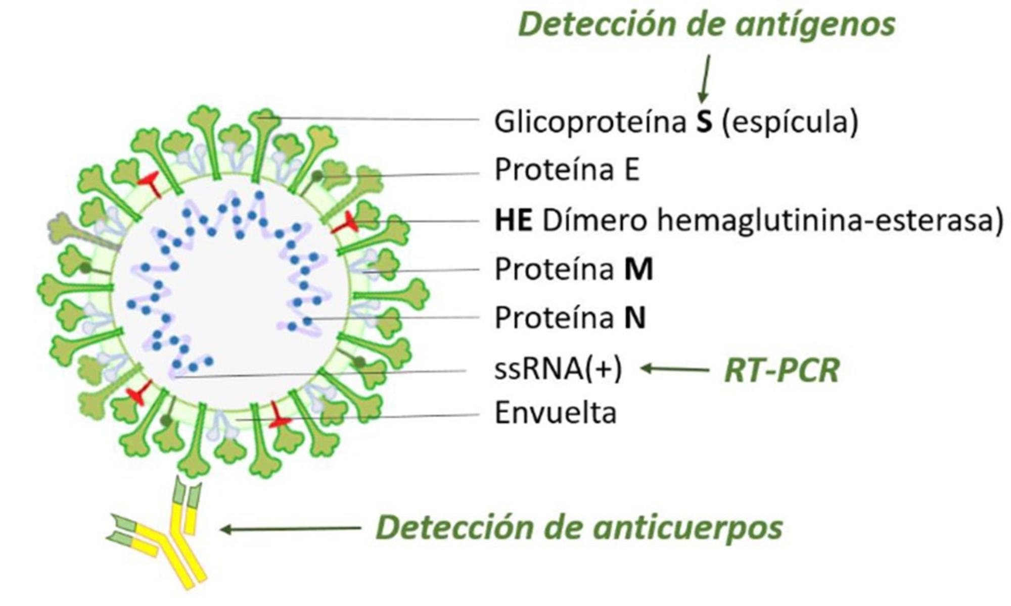 SARS-CoV-2