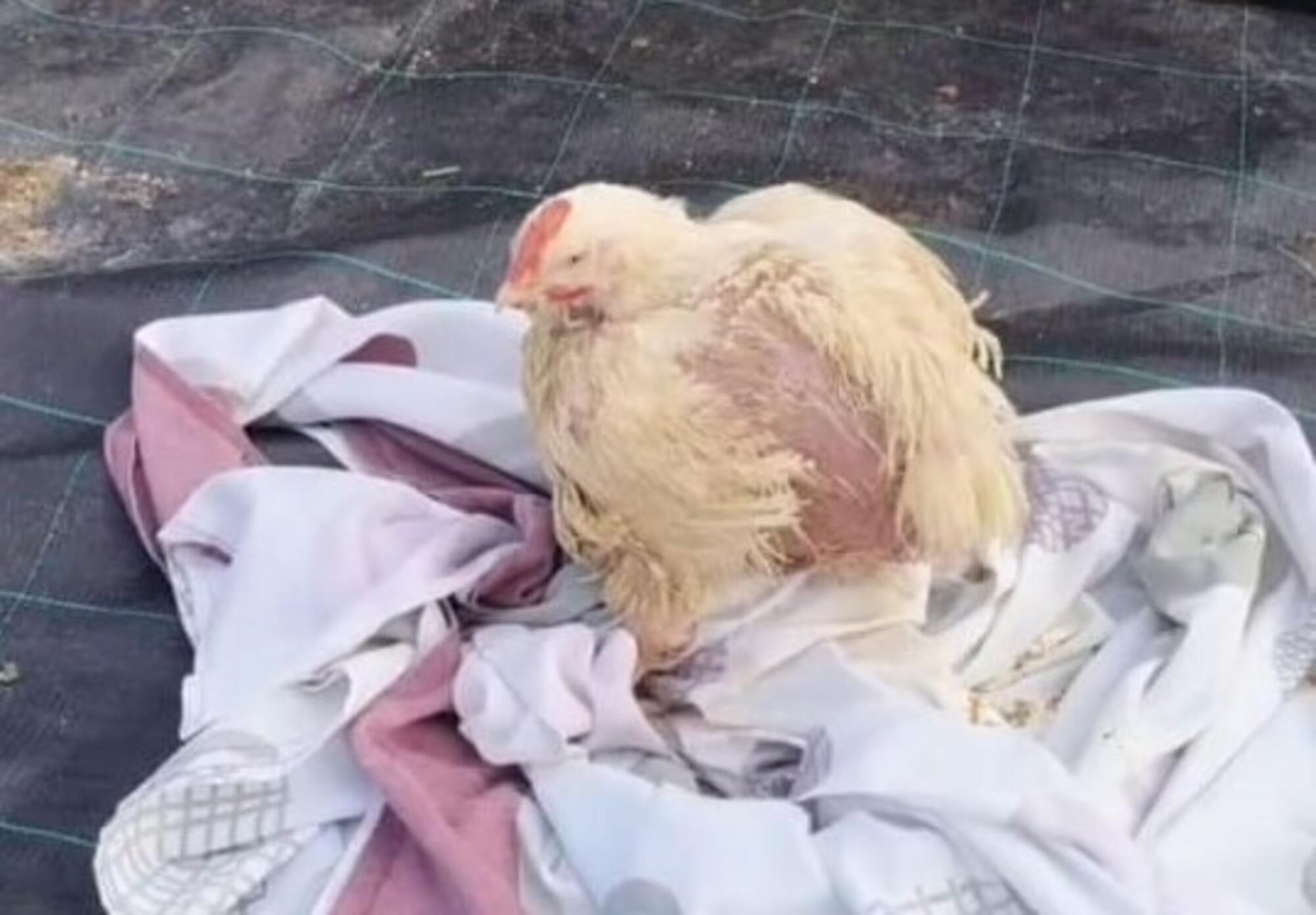 Clocky, una gallina explotada.