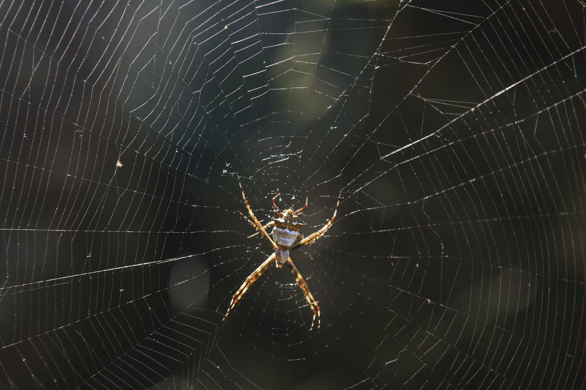 Araña