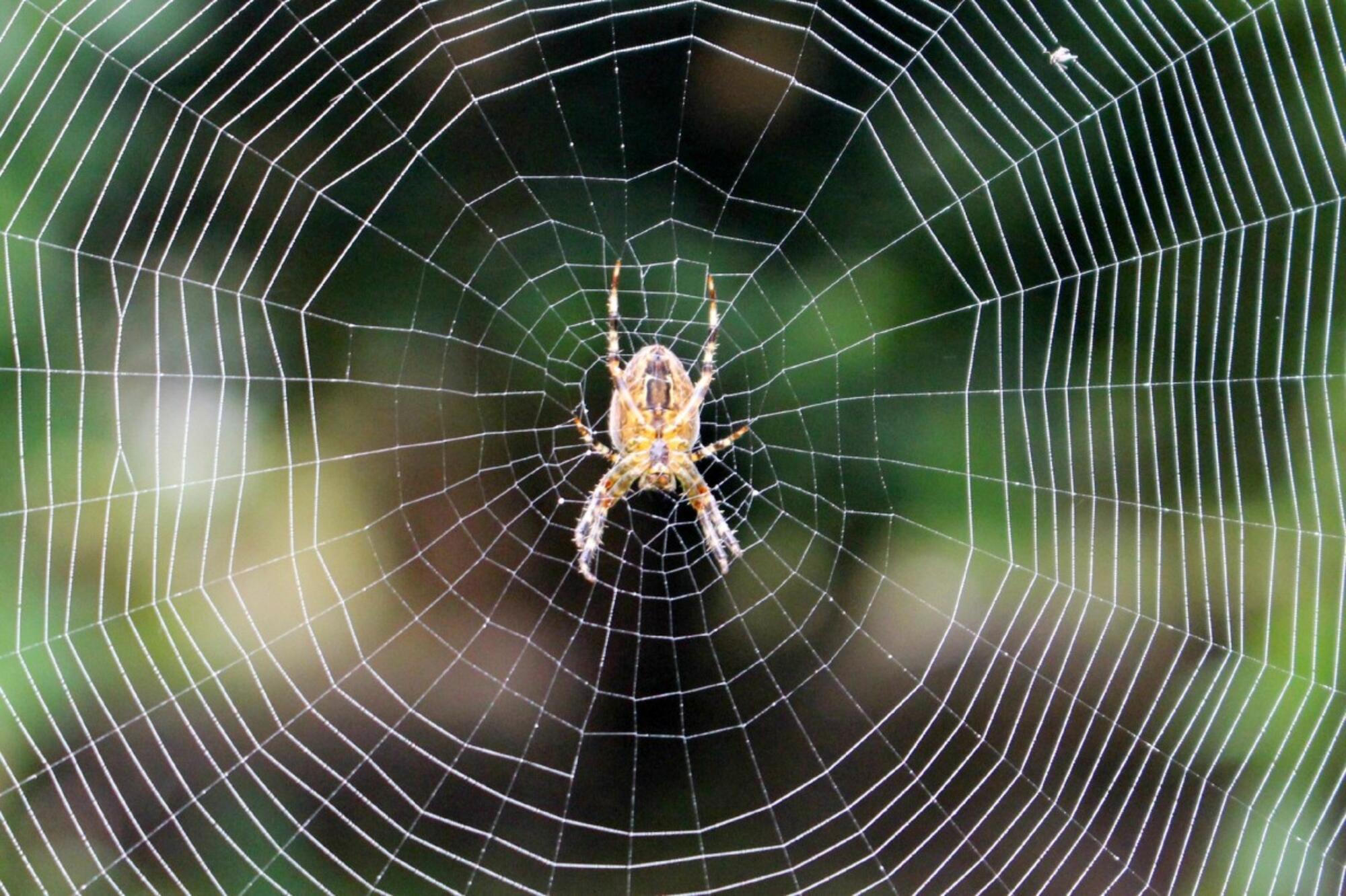 Araña