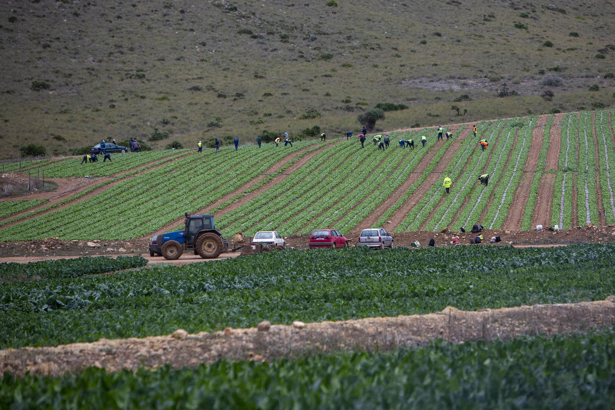 Trabajadores agrícolas Almeria