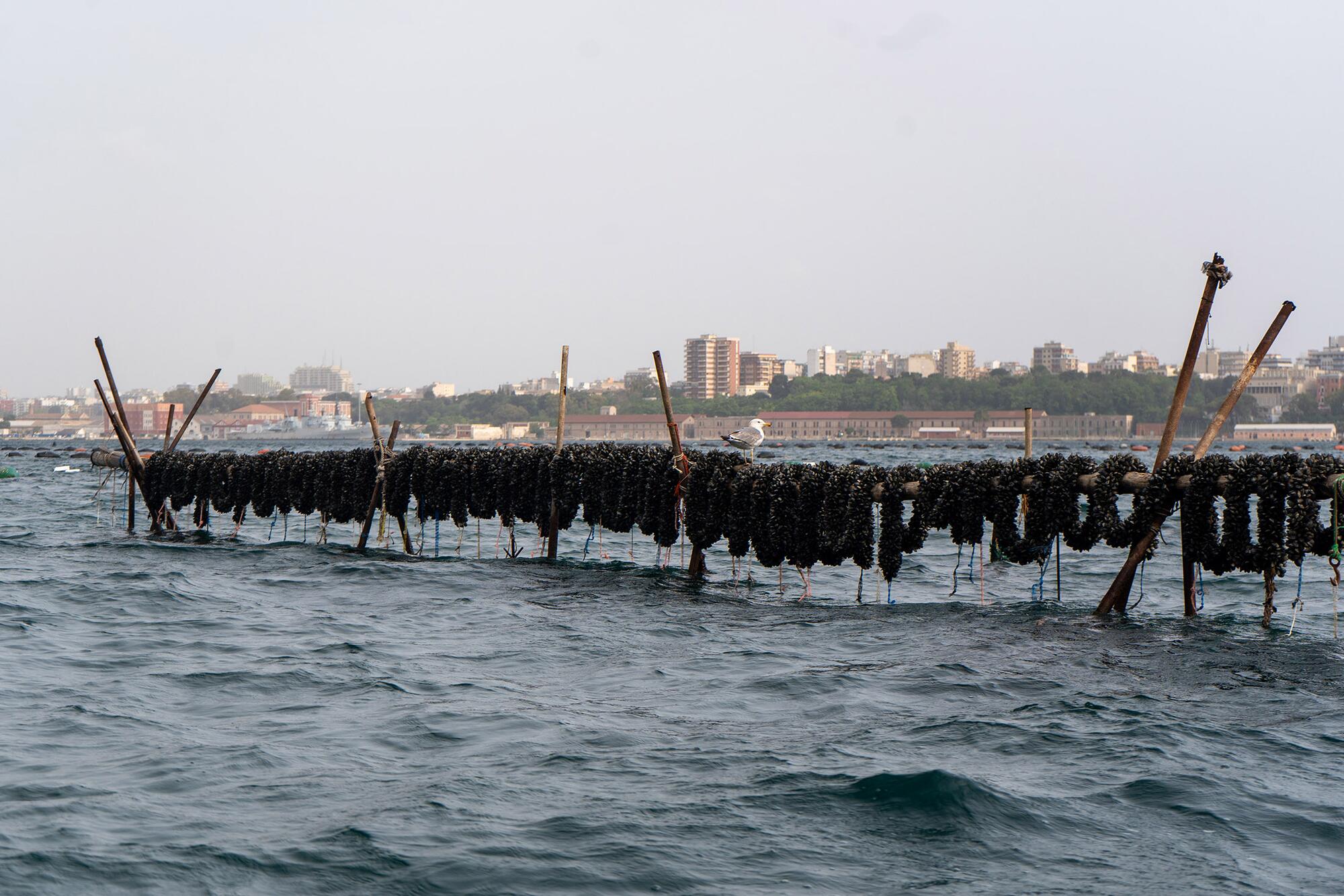 Mariscadores crisis climática - 8