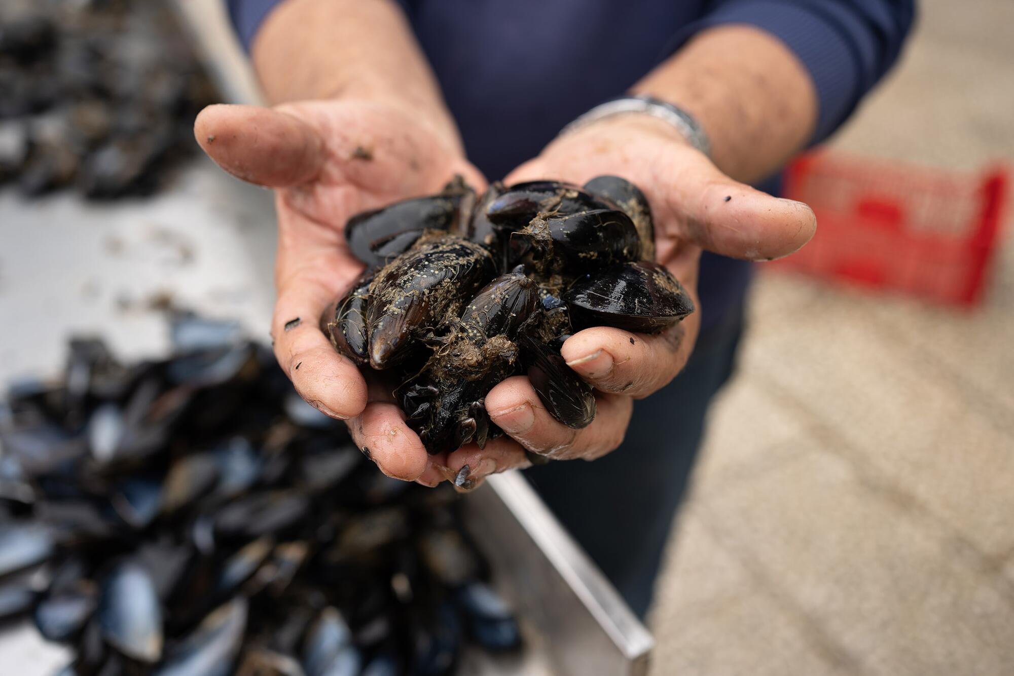 Mariscadores crisis climática - 7