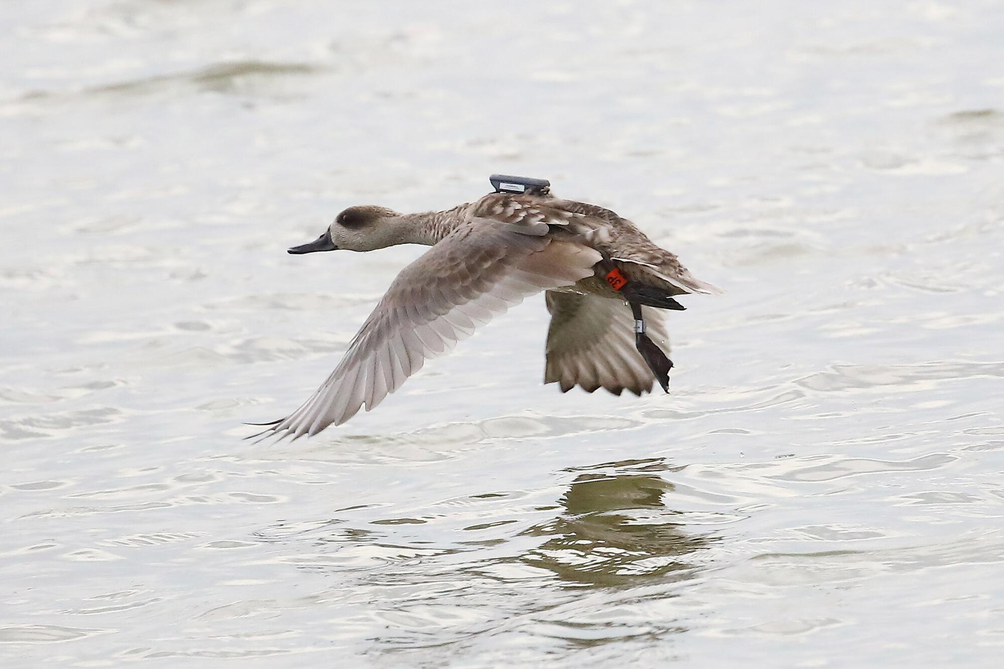 Cerceta pardilla GPS 