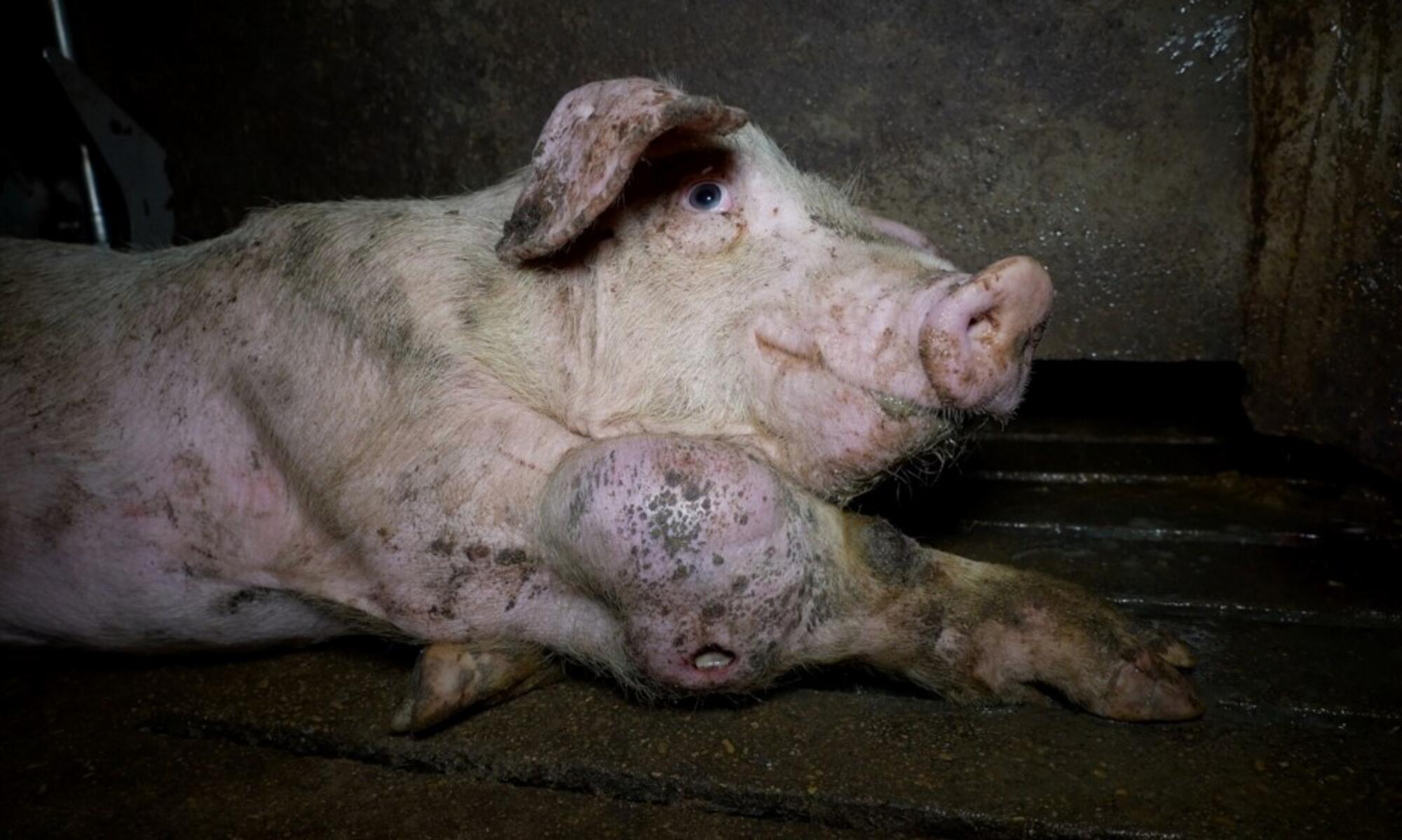 Cerdo enfermo en una explotación porcina en Castellote, Teruel. 