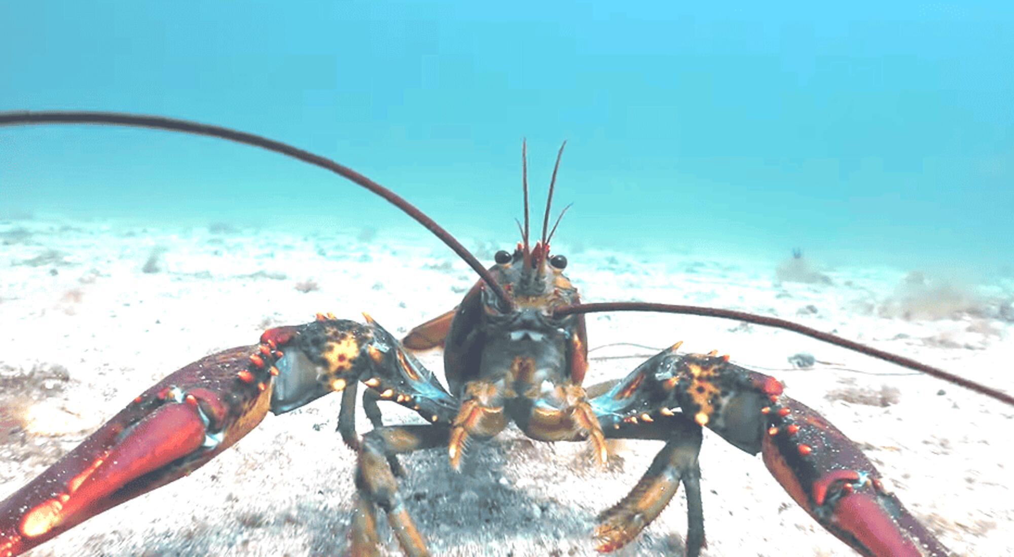 Una langosta nadando libre en su hábitat en el documental SEANTIENCE. 
