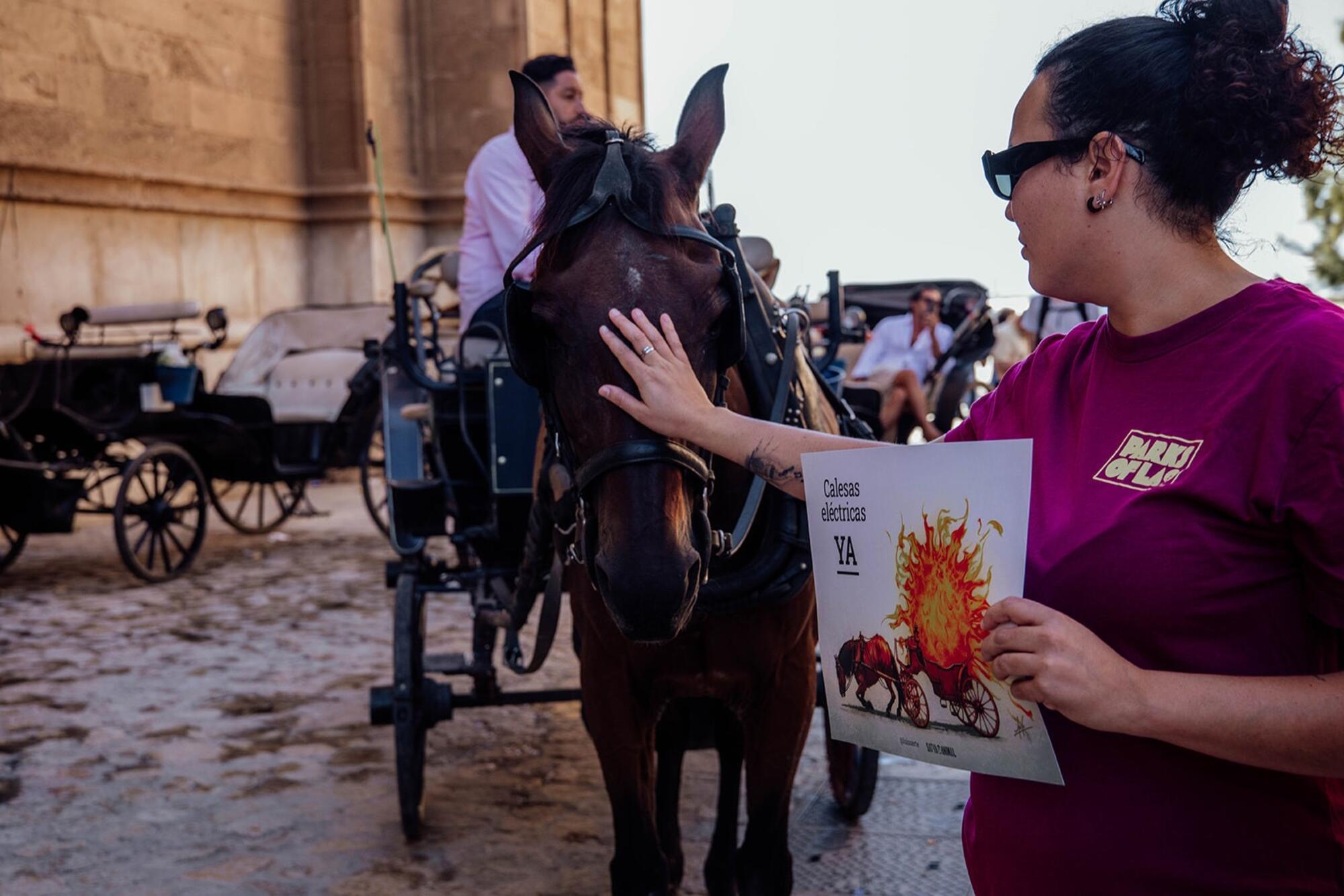 Calesas de caballos Palma