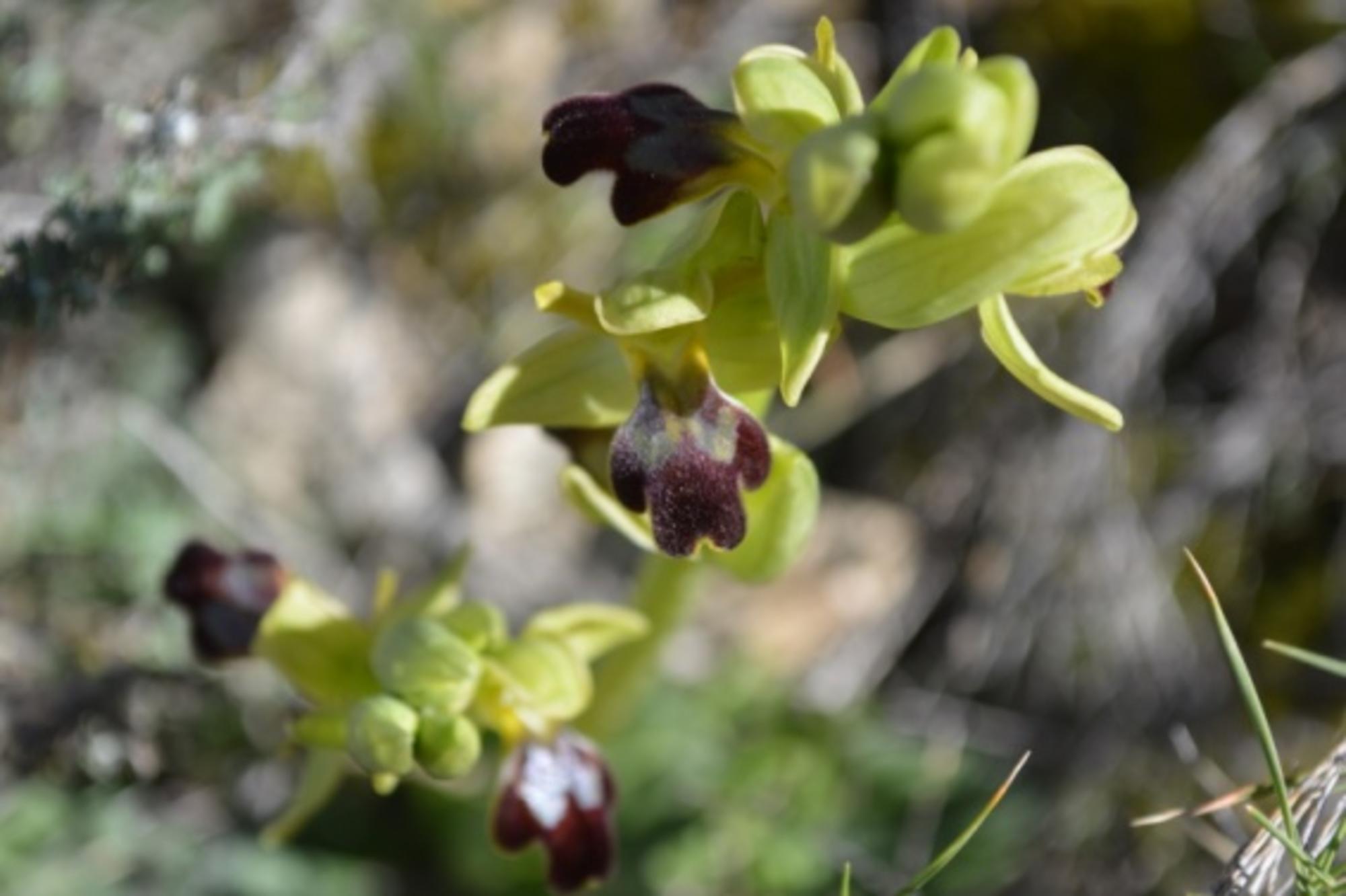 Orquídia abellera 