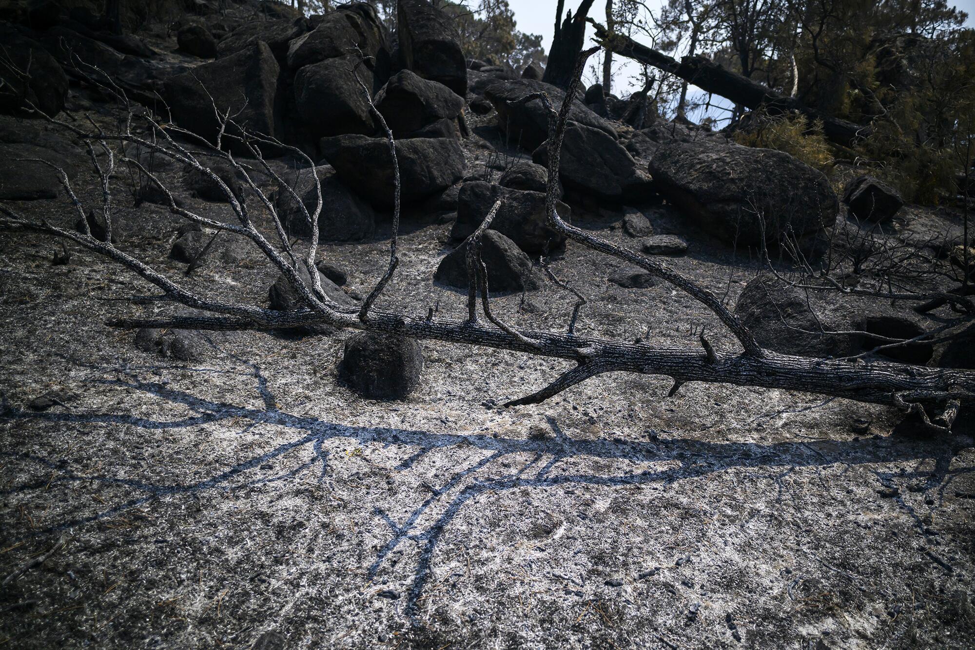 Incendio Navaluenga - 15