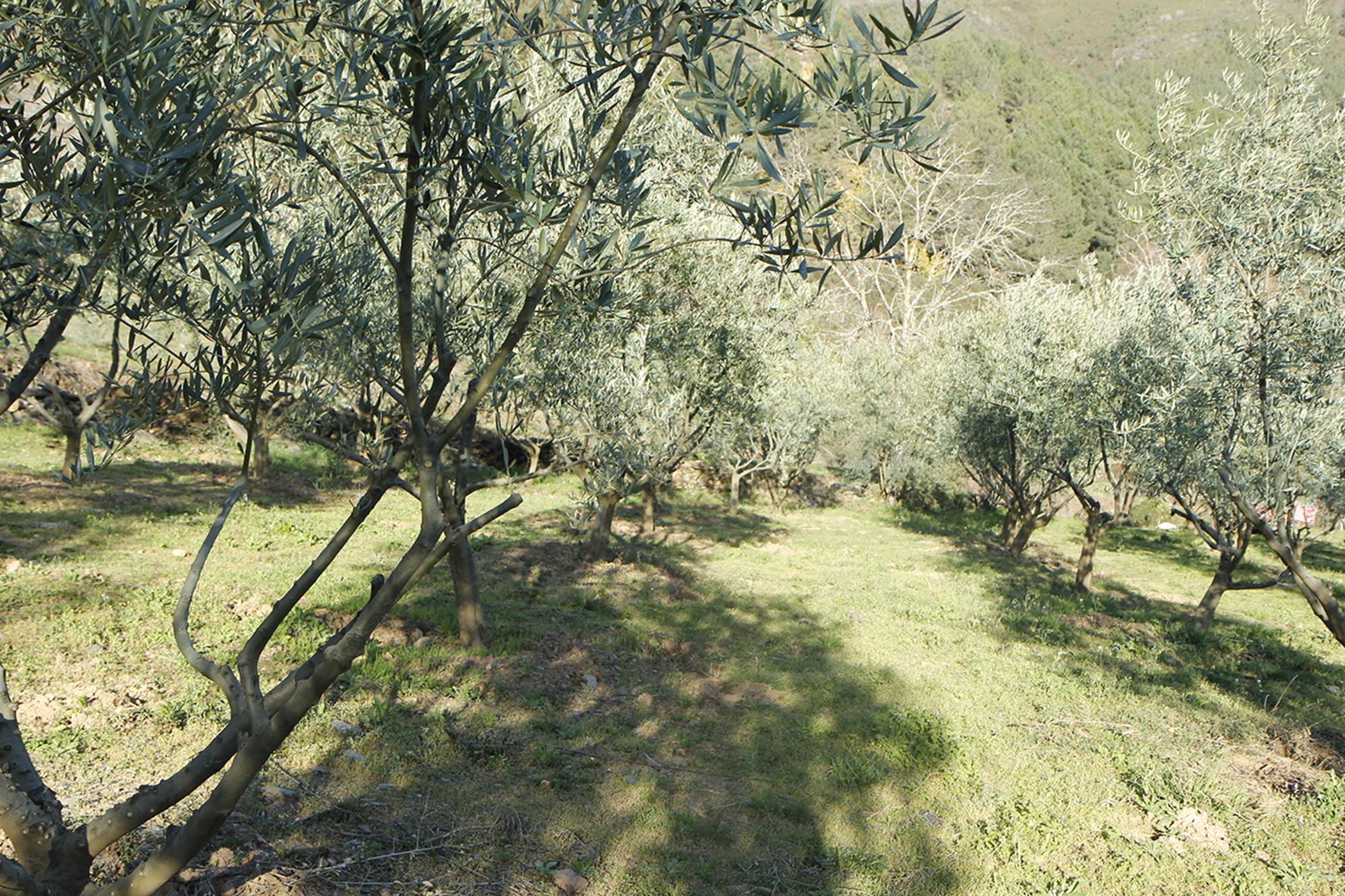 Galiza caníbal e olivareira_2