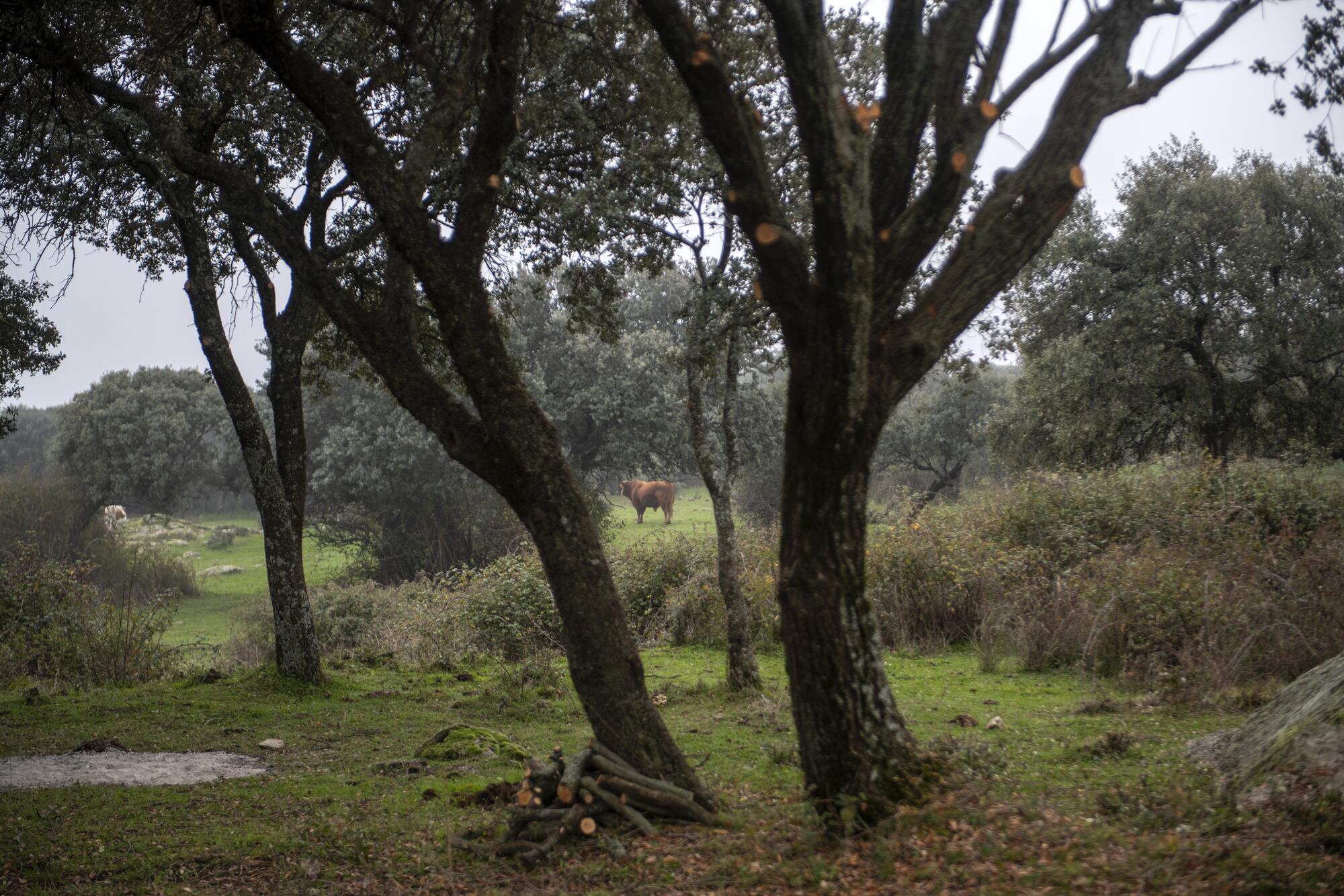 Ganadería extensiva