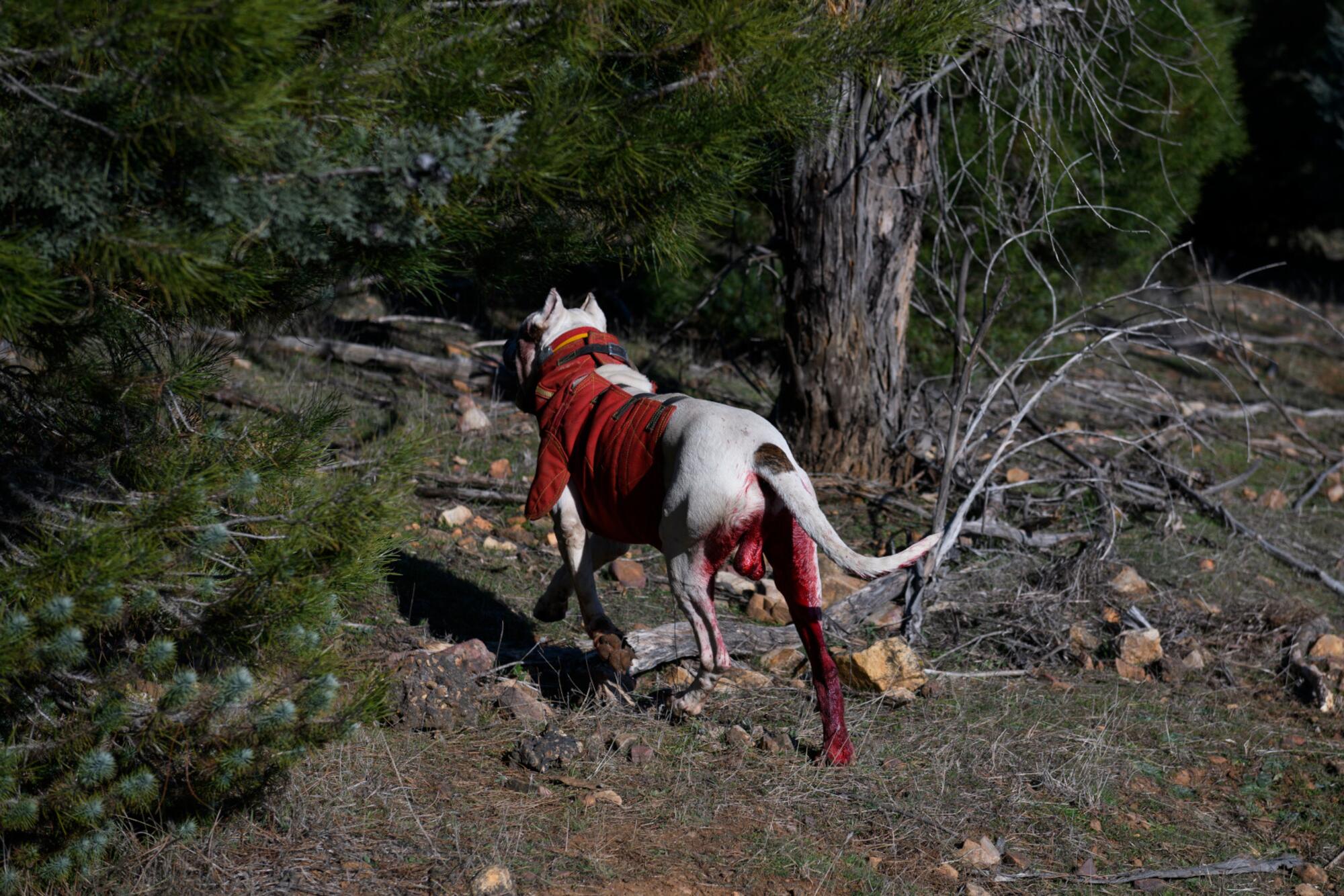 SULTAN