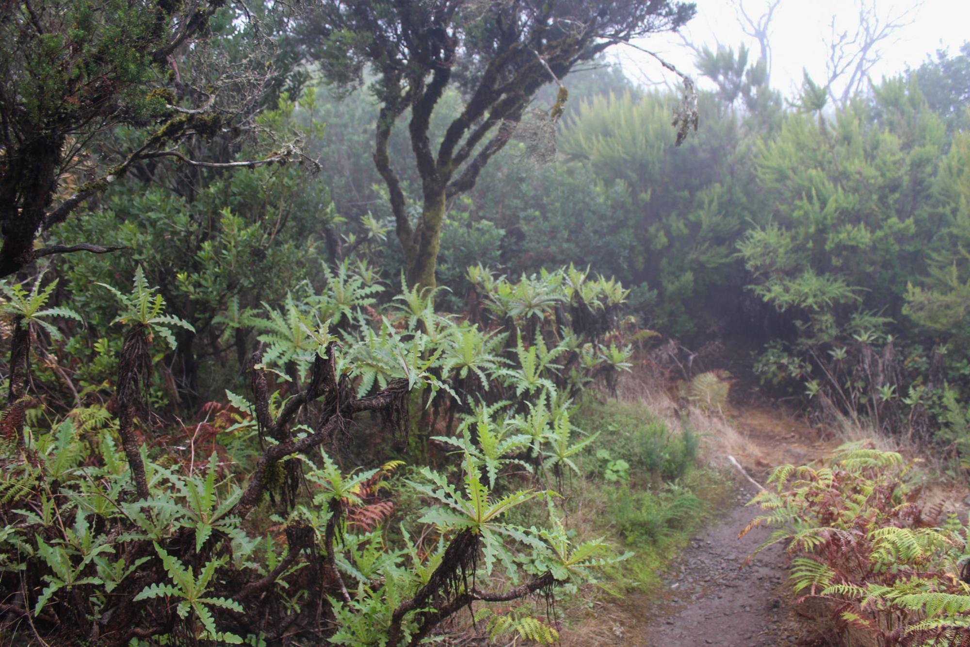 Garajonay bosques canarios - 1